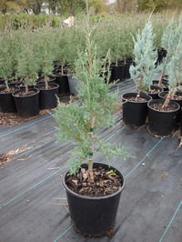 Juniperus virginiana ‘Taylor’ – Taylor Juniper