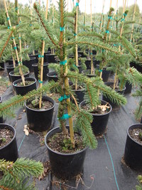 Picea abies 'Acrocona' - Acrocona Spruce