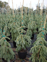 Picea glauca 'Pendula' - Weeping White Spruce