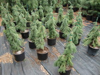 Picea glauca 'Pendula' - Weeping White Spruce