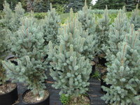 Picea pungens 'Fastigiata' - Columnar Blue Spruce
