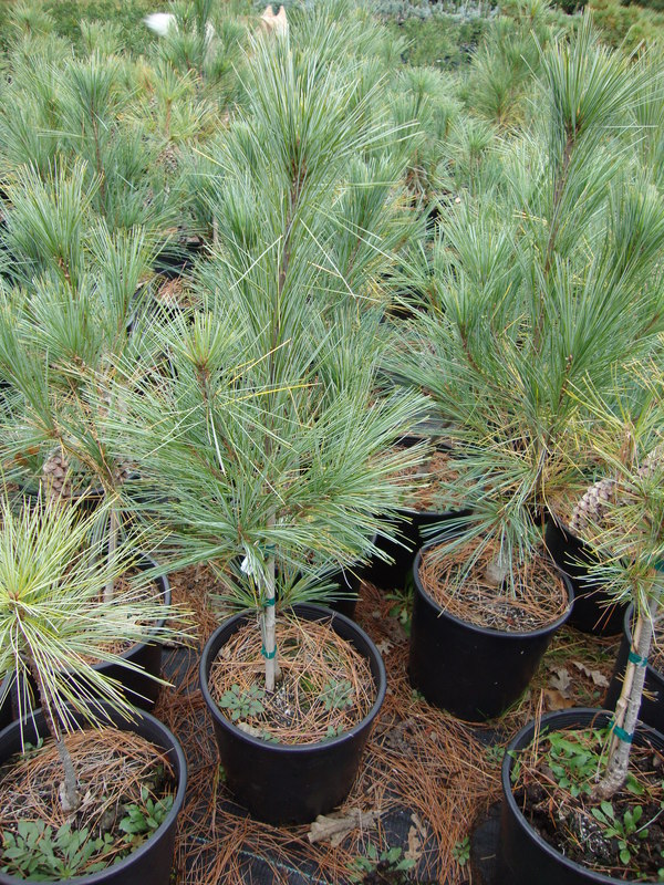 Eastern white pine (Pinus strobus), Minnesota DNR