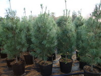 Pinus strobus 'Fastigiata' - Columnar White Pine