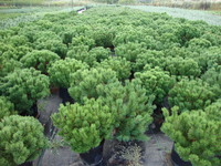 Pinus mugo pumilo – Dwarf Mugo Pine