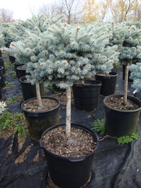Picea pungens ‘Glauca Globosa’ – Dwarf Blue Spruce