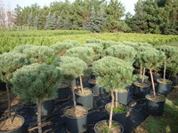 Pinus sylvestris ‘Glauca Nana’ – Dwarf Scotch Pine