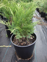 Juniperus chinensis ‘Sea Green’ – Sea Green Juniper