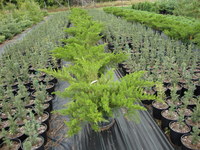 Juniperus chinensis ‘Sea Green’ – Sea Green Juniper