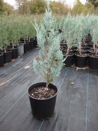 Juniperus scopulorum ‘Wichita Blue’ – Wichita Blue Juniper