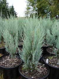 Juniperus scopulorum ‘Wichita Blue’ – Wichita Blue Juniper