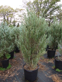 Juniperus scopulorum ‘Skyrocket’ – Skyrocket Juniper