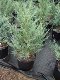 Juniperus scopulorum ‘Skyrocket’ – Skyrocket Juniper
