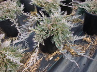 Juniperus horizontalis ‘Wiltonii’ – Wilton Blue Rug Juniper