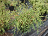 Thuja occidentalis ‘Filiformis’ – Threadlike Arborvitae