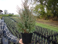 Juniperus virginiana – Eastern Red Cedar