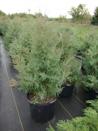 Juniperus virginiana – Eastern Red Cedar
