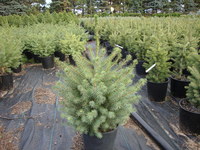 Picea omorika – Serbian Spruce