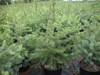 Picea omorika – Serbian Spruce