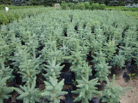 Picea pungens 'Glauca' (Montrose Farm Strain) – Baby Blue Spruce