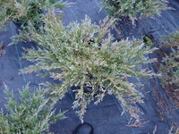 Juniperus horizontalis ‘Plumosa compacta’ – Andorra Compact Juniper