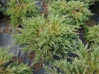 Juniperus horizontalis ‘Plumosa compacta’ – Andorra Compact Juniper