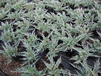 Juniperus horizontalis ‘Blue Chip’ – Blue Chip Juniper