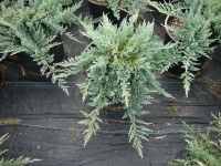 Juniperus horizontalis ‘Blue Chip’ – Blue Chip Juniper