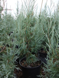 Juniperus scopulorum ‘Medora’ – Medora Juniper