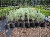 Juniperus scopulorum ‘Medora’ – Medora Juniper