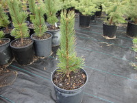 Pinus mugo ‘Tannenbaum’ – Tannenbaum Mugo Pine