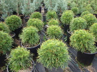 Pinus sylvestris ‘Green Penguin’ – Dwarf Green Penguin Pine