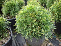 Pinus sylvestris ‘Green Penguin’ – Dwarf Green Penguin Pine