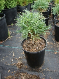 Pinus strobus ‘Green Twist’ – Green Twist White Pine
