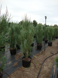 Juniperus scopulorum ‘Blue Arrow’ – Blue Arrow Juniper