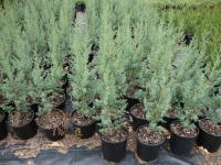 Juniperus chinensis ‘J.N. Select Blue’ – Star Power™ Juniper