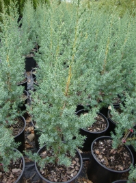 Juniperus chinensis ‘J.N. Select Blue’ – Star Power™ Juniper