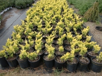 Juniperus horizontalis ‘Hegedus’ – Good Vibrations® Gold Juniper