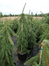 Picea abies 'Pendula' - Weeping Norway Spruce