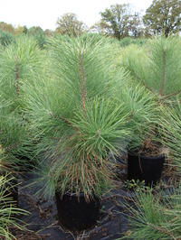 Pinus ponderosa - Ponderosa Pine