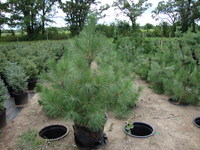 Pinus resinosa - Red or Norway Pine