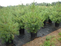 Pinus strobus - White Pine (Upper Michigan seed)