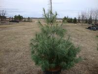 Pinus strobus - White Pine (Upper Michigan seed)