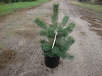 Pinus sylvestris - Scotch Pine (Gevaudan, French Strain)