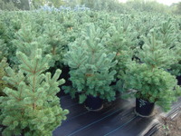 Pinus sylvestris - Scotch Pine (Gevaudan, French Strain)