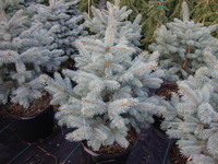 Picea pungens 'Fat Albert' - Fat Albert Spruce